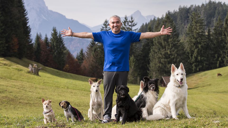 o_11_Cesar-Millan_in-Garmisch-Partenkirchen-mit-Pack_Foto_Kai-Heimberg