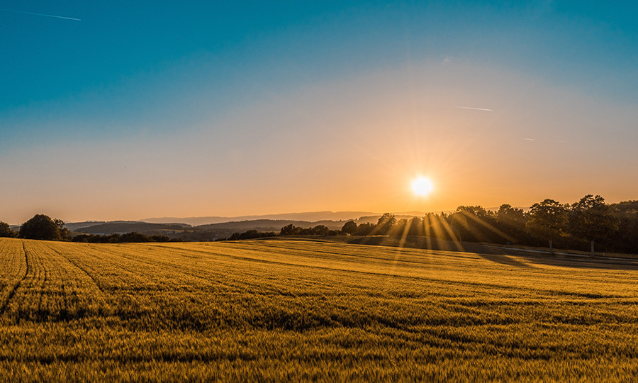 Leeres_Feld_c_Unsplash