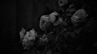 sophie-scholl-weiße-rose