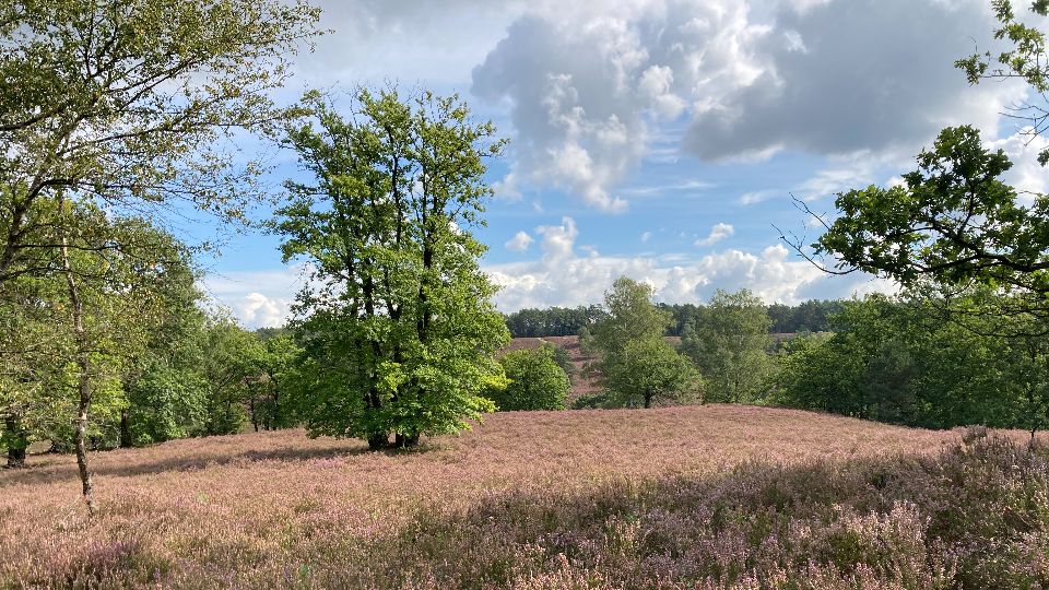Die Fischbeker Heide im Sommer blüht und Bäume spenden Schatten in Hamburg