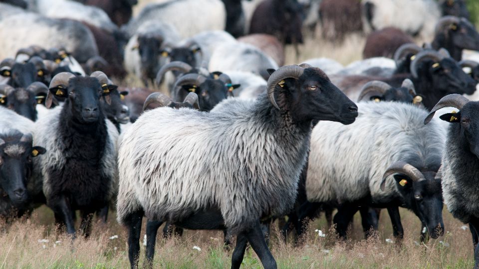 Eine Herde Heidschnucken steht in der Lüneburger Heide, einem Ausflugsziel in der Hamburger Umland