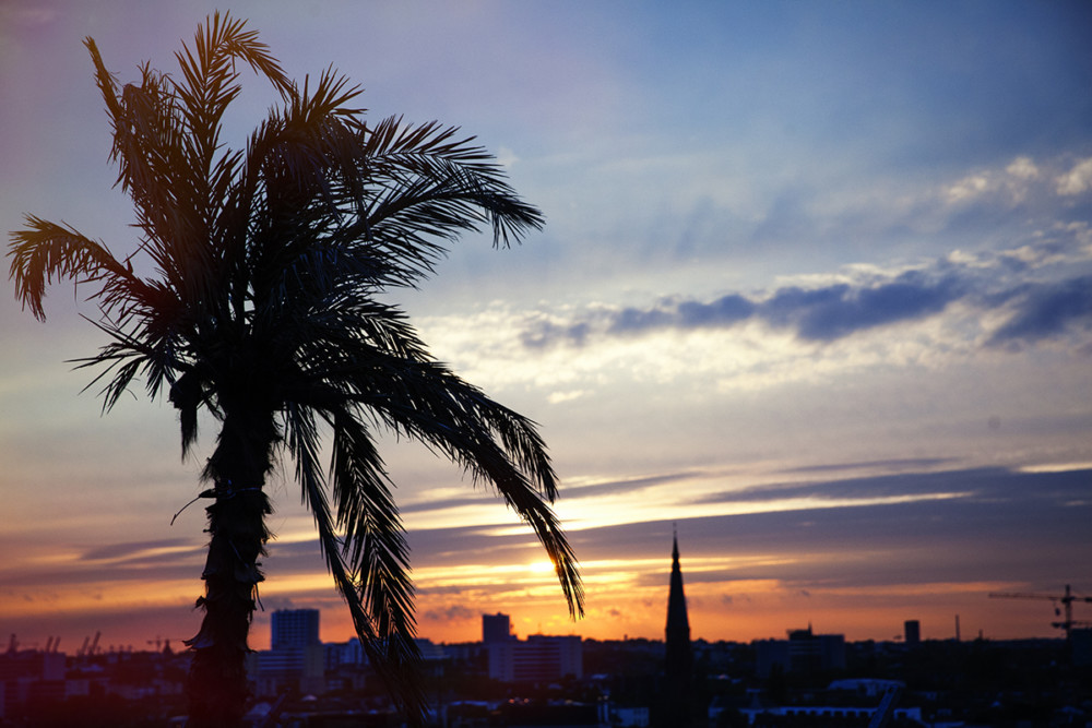 Sonnenuntergang über den Dächern Hamburgs mit einer Palme im Vordergrund
