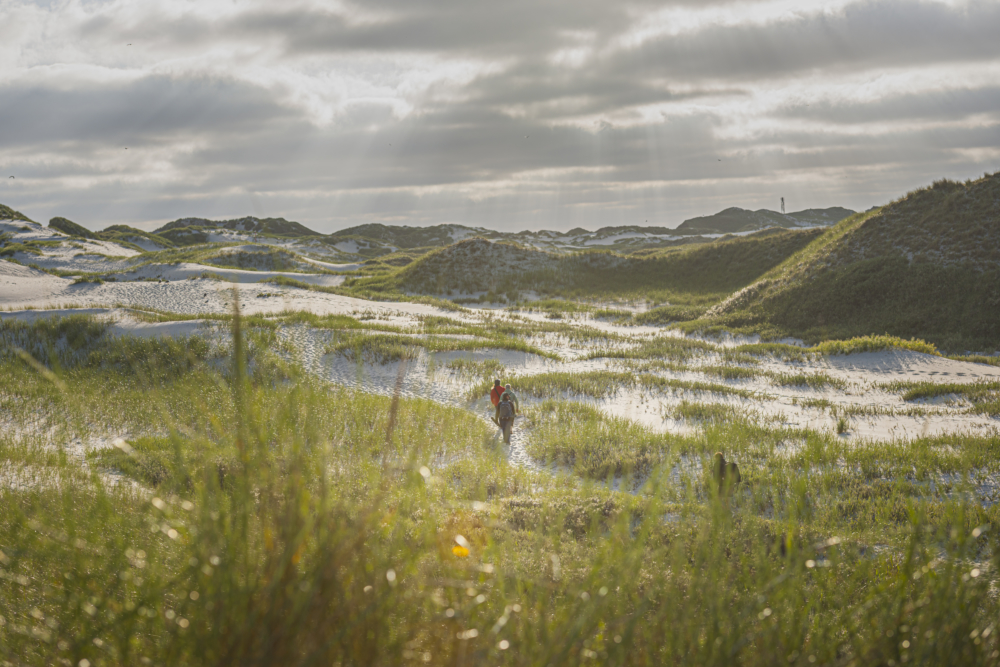 Die Dünen von Amrum. eines der beliebten Ausflugsziele an der Nordsee