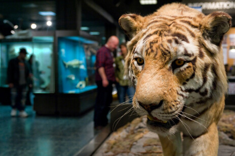 Ausgestopfter Tiger im Zoologischen Museum in Hamburg