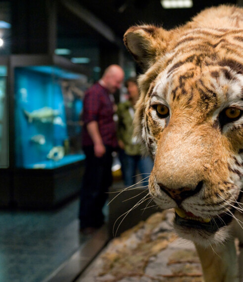 Ausgestopfter Tiger im Zoologischen Museum in Hamburg