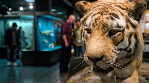 Ausgestopfter Tiger im Zoologischen Museum in Hamburg