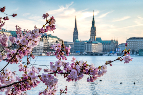 Hamburger Kirschblüten an der Binnenalster