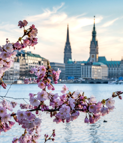 Hamburger Kirschblüten an der Binnenalster