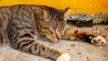 Eine Katze liegt in der Sonne und schläft