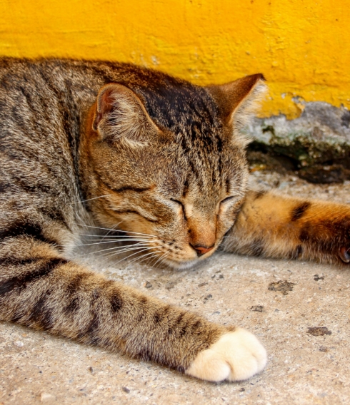Eine Katze liegt in der Sonne und schläft