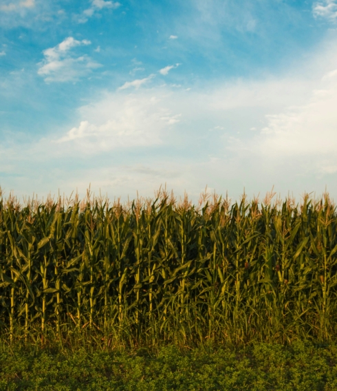 Rätseln, spielen und die Natur genießen bei einem Ausflug zu einem der Maislabyrinthe im Hamburger Umland