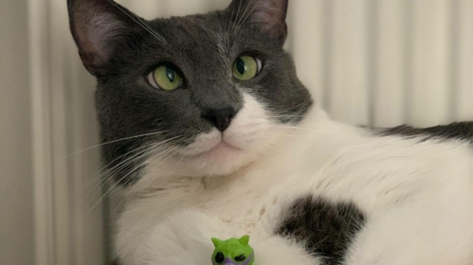 Passend zum Internationalen Katzentag: Beim MEOW!-Gewinnspiel werden Fotos wie dieses von süßen Katzen gesucht