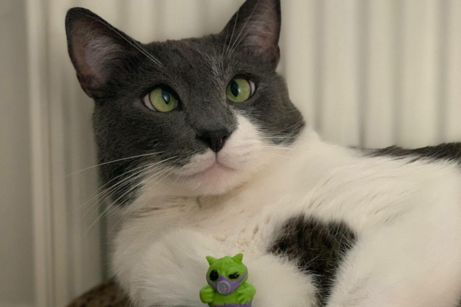 Passend zum Internationalen Katzentag: Beim MEOW!-Gewinnspiel werden Fotos wie dieses von süßen Katzen gesucht