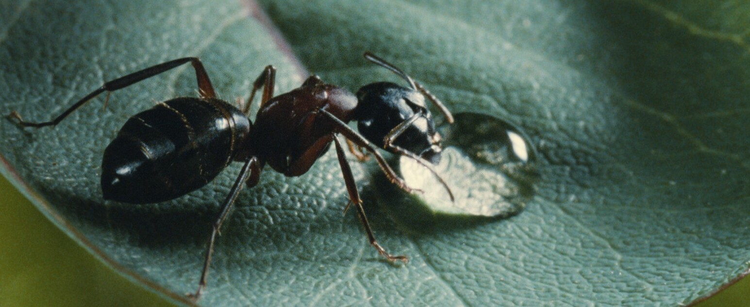 Nahaufnahme einer schwarzen Ameise auf einem grünen Blatt, die an einem Wassertropfen saugt