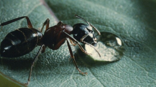 Nahaufnahme einer schwarzen Ameise auf einem grünen Blatt, die an einem Wassertropfen saugt