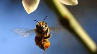 Nahaufnahme einer Biene im Flug mit sichtbaren Flügeln und Pollen an den Hinterbeinen vor blauem Himmel.