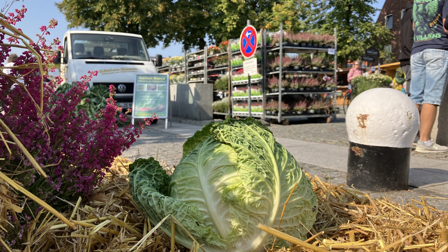 Im Vordergrund steht ein Kohlkopf, im Hintergrund eine Straße mit Regalen voller Pflanzen