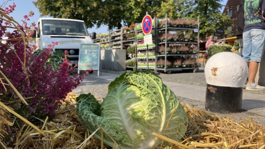 Im Vordergrund steht ein Kohlkopf, im Hintergrund eine Straße mit Regalen voller Pflanzen