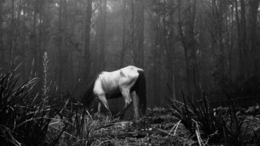 Ein Pferd in einem Wald in schwarz weiß