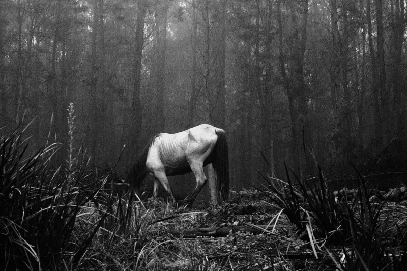 Ein Pferd in einem Wald in schwarz weiß
