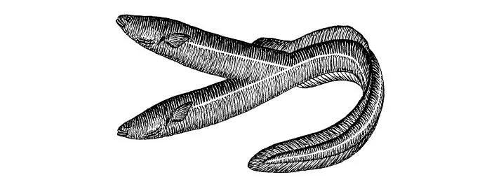 Illustration für Doppelkopf-Turnier im Aalhaus