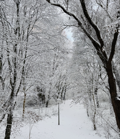 Verschlafen startet Hamburg ganz in Weiß ins Jahr 2026