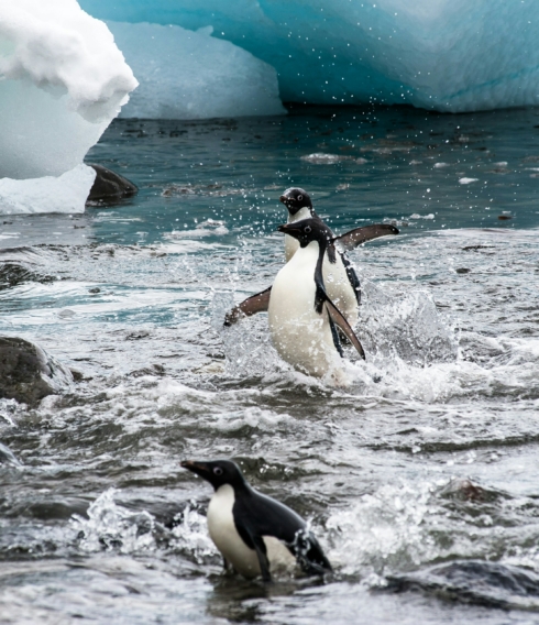 Ähnlich wie diese Pinguine vergnügt am Südpol tanzen, wird es auch weiterhin den Besuchenden des Hamburger Südpols gehen
