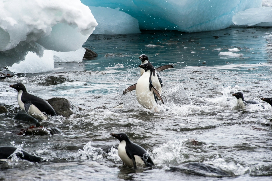 Ähnlich wie diese Pinguine vergnügt am Südpol tanzen, wird es auch weiterhin den Besuchenden des Hamburger Südpols gehen