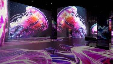 Wunderschöne, überdimensionale Quallen im Port des Lumières