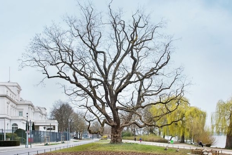 DerJapanische Schnurbaum am Alsterufer 