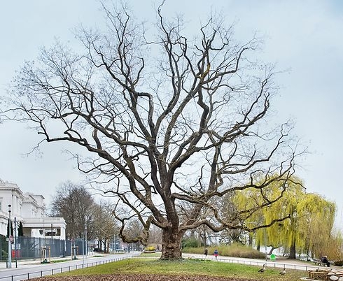DerJapanische Schnurbaum am Alsterufer 