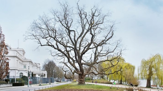 DerJapanische Schnurbaum am Alsterufer 