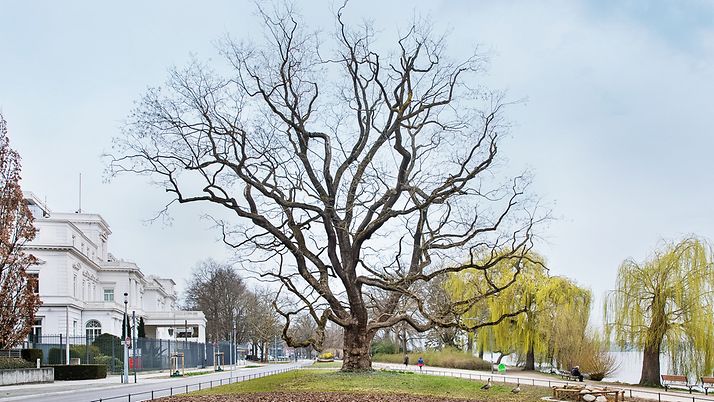 DerJapanische Schnurbaum am Alsterufer 