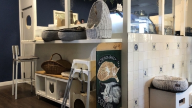 Katers Köök war das erste Katzencafé in Hamburg Eimsbüttel / ©Genuss-Guide