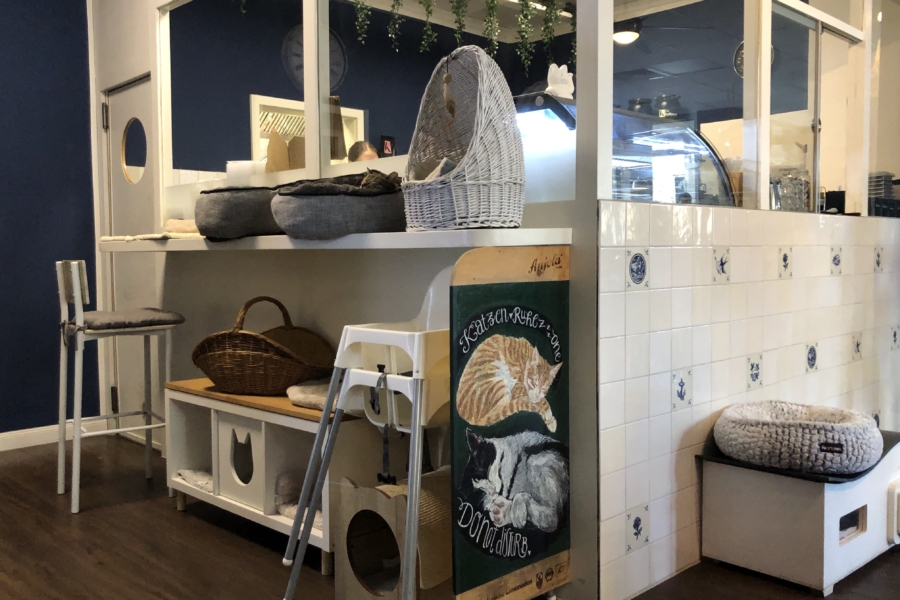 Katers Köök war das erste Katzencafé in Hamburg Eimsbüttel / ©Genuss-Guide