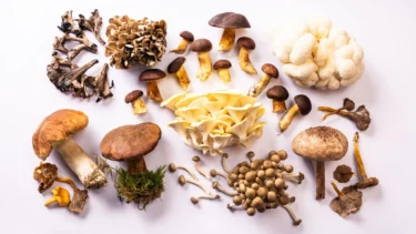 Die faszinierende Welt der Pilze im Planetarium Hamburg