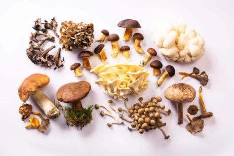 Die faszinierende Welt der Pilze im Planetarium Hamburg