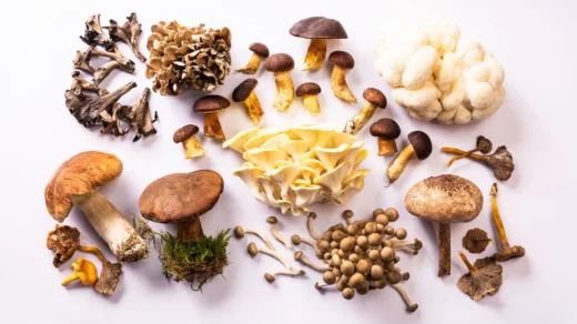 Die faszinierende Welt der Pilze im Planetarium Hamburg