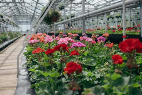 Pflanzenmarkt auf Gut Karlshöhe