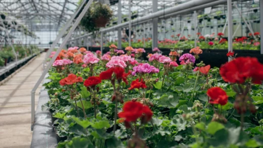 Pflanzenmarkt auf Gut Karlshöhe