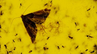 Bild aus der Ausstellung mit einem Schmetterling