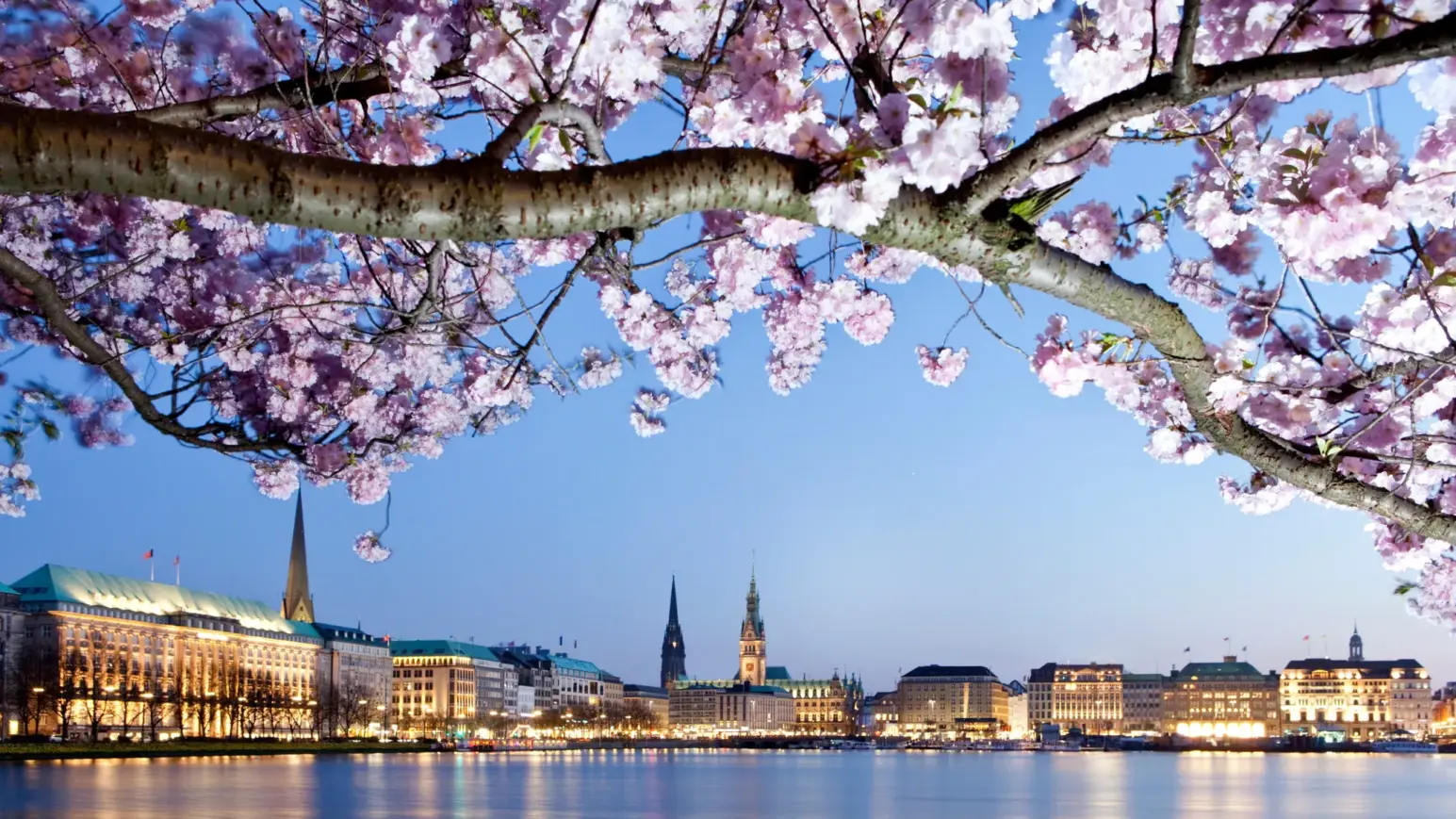 Außenalster mit Kirschblütenbaum
