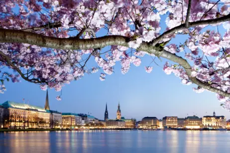 Außenalster mit Kirschblütenbaum