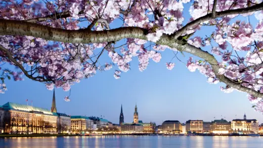 Außenalster mit Kirschblütenbaum