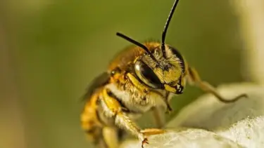 Bienen-Ausstellung im Rieck Haus