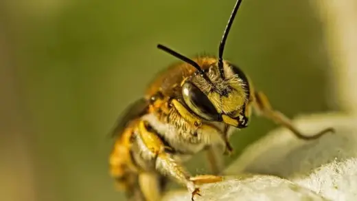 Bienen-Ausstellung im Rieck Haus