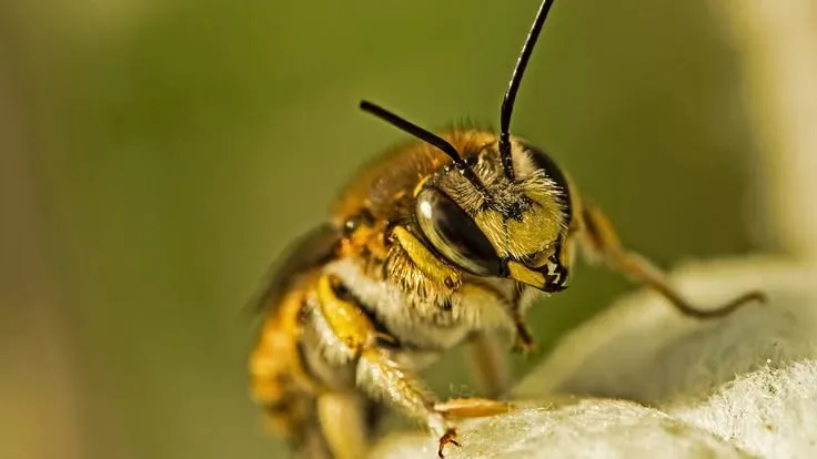 Bienen-Ausstellung im Rieck Haus