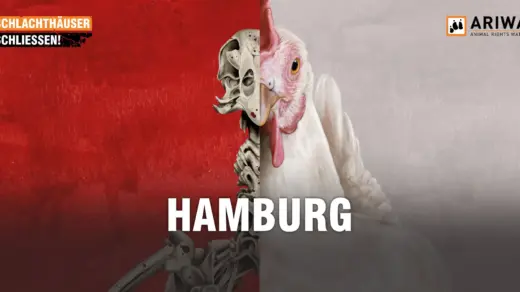 Demo in Hamburg: Schlachthäuser schließen beim Heidi-Kabel-Platz