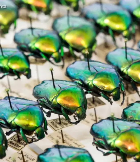 Offene Insektenpräparation im Museum der Natur