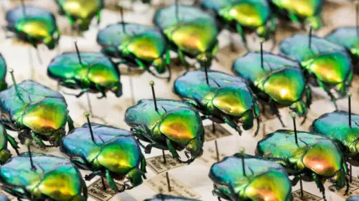 Offene Insektenpräparation im Museum der Natur